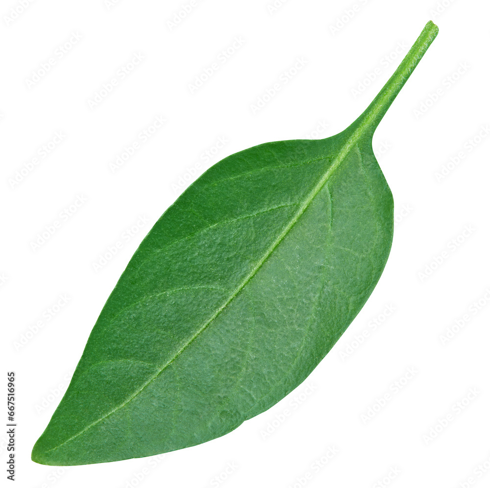 Obraz premium Pepper leaf closeup isolated