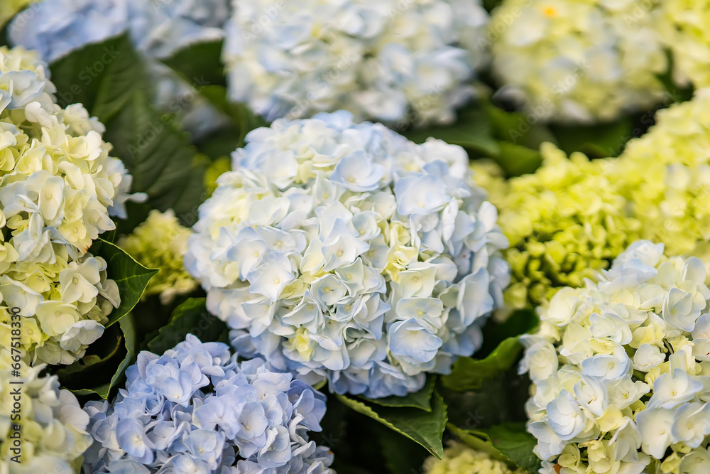 Beautiful flowers at the plant market in Thailand. Beautiful flowers at the plant market in Thailand.