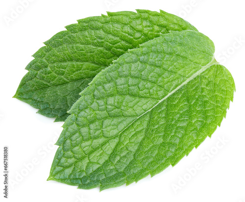 Mint pepper leaf isolated on white