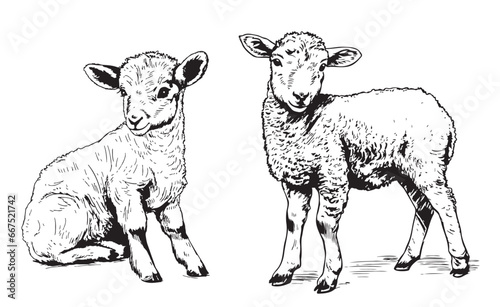 Cute lamb sketch hand drawn in doodle style Farming illustration