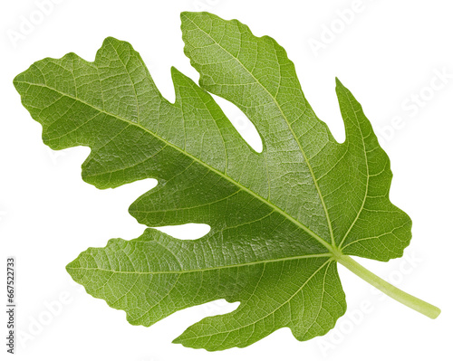 Organic fig leaf macro studio photo