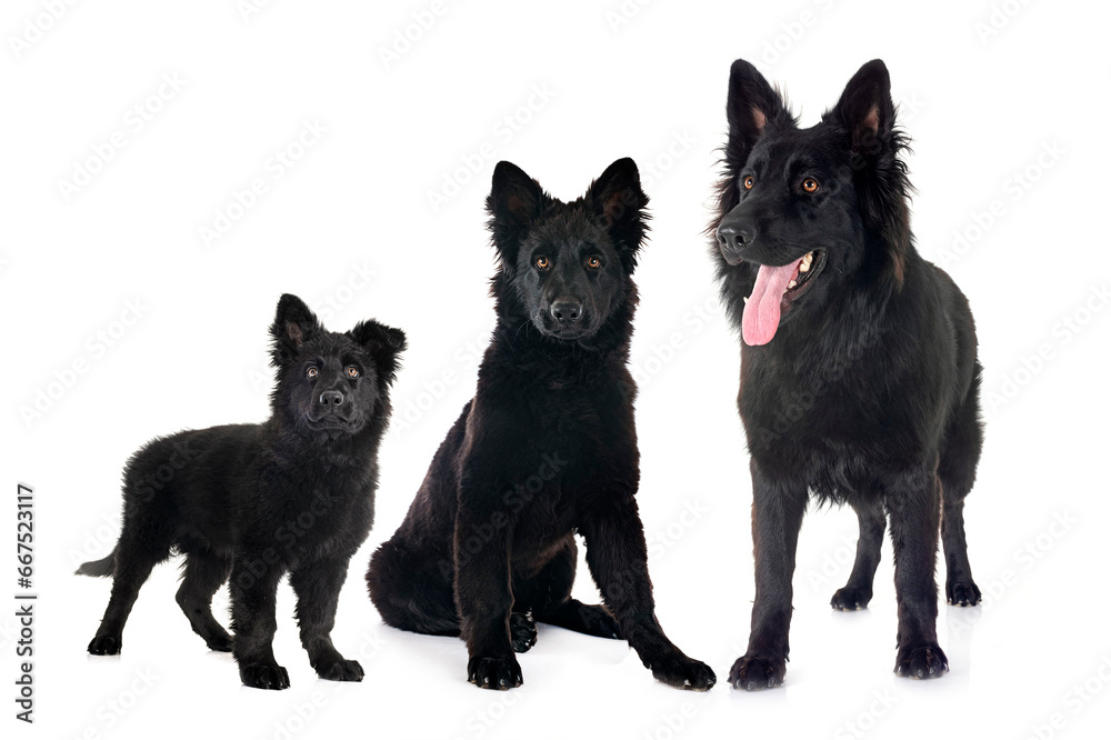 Naklejka premium young german shepherds