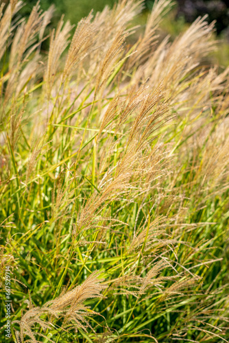 ornamental grass in the garden © Maksim Shebeko