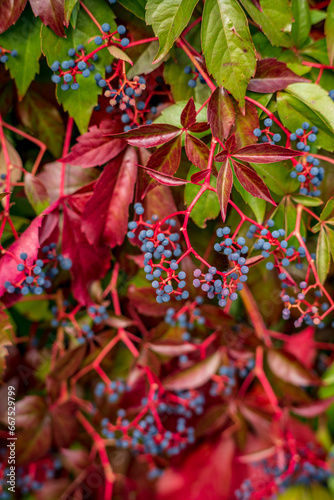 wild grapes with red leaves