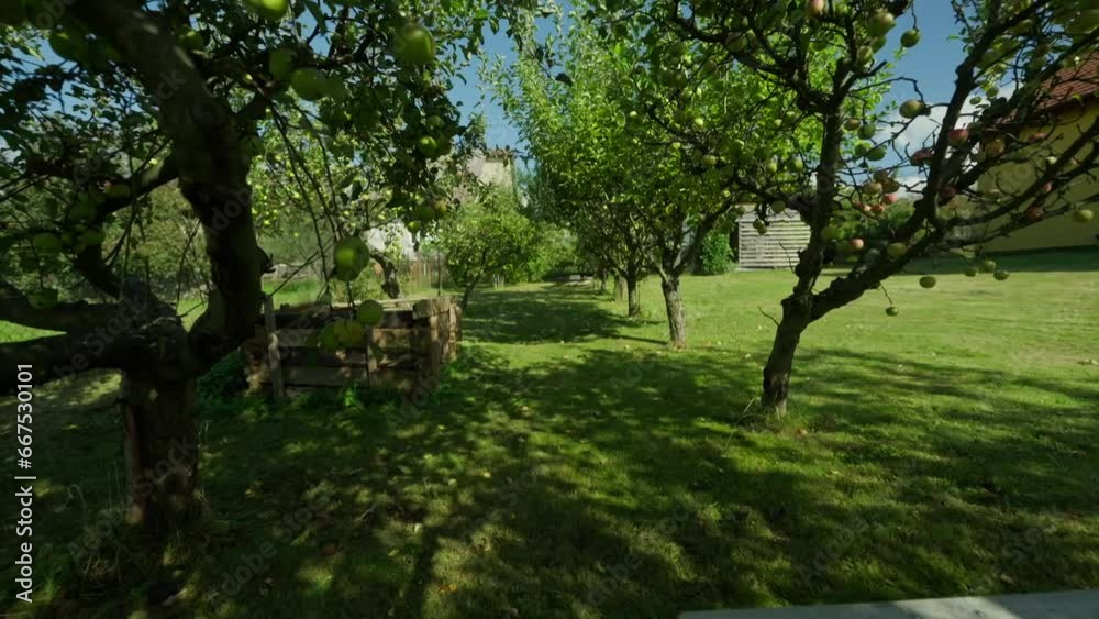 Entry dolly shot of an apple orchard in the small garden during summer Entry dolly shot of an apple orchard in the small garden during summer