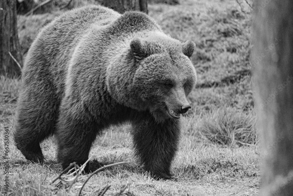 Fototapeta premium Large brown bear walking on a grassy field with a rocky landscape in the background, in grayscale