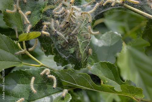 Codling moth caterpillars in silky web on an apple tree branch. Tent silkworm caterpillars in special silk tents land on tree leaves and devour. Selective focus. Agricultural crop pests. Fruit pests
