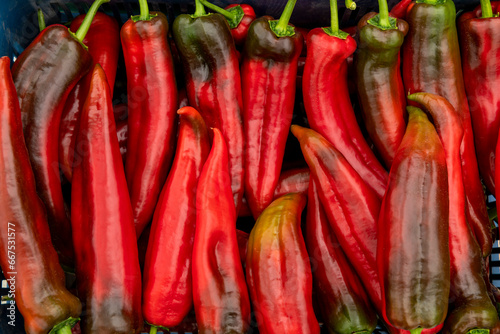 Fototapeta Naklejka Na Ścianę i Meble -  Food photography of fresh red pepper, Corno di Toro Rosso (Capsicum annuum), raw organic vegetable close-up macro - stock photo