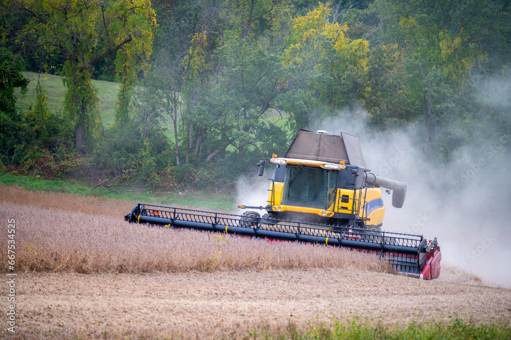 Fototapeta premium Combine harvester harvesting soy bean crop