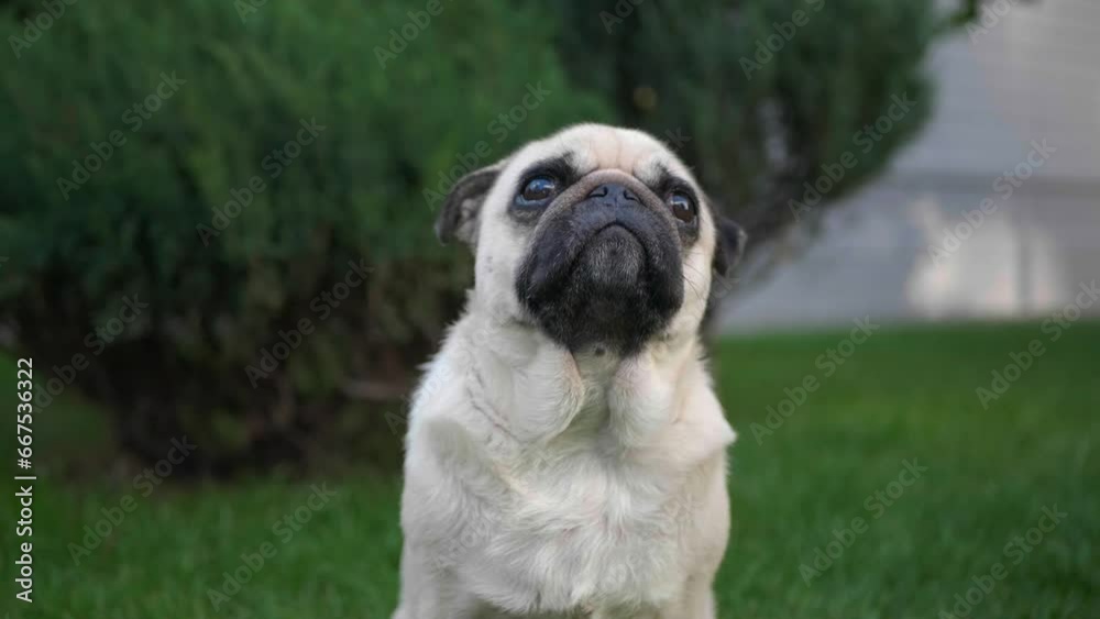 Adorable pug sitting in green grass, closeup. Dog on walk Adorable pug sitting in green grass, closeup. Dog on walk