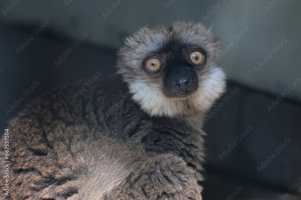 Fototapeta premium ブラウンキツネザル