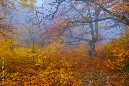 red autumn beech forest in dense mist