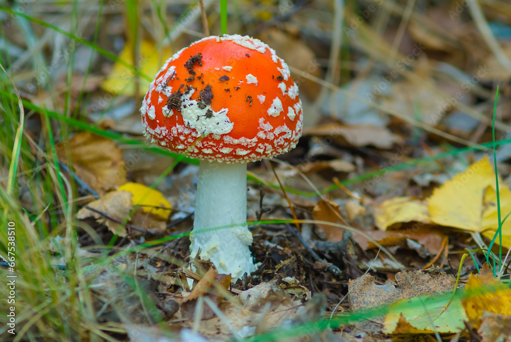 closeup red flyagaric mushroom on green forest glade closeup red flyagaric mushroom on green forest glade
