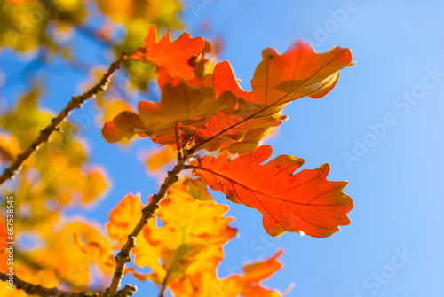 red autumn oak tree branch on blue sky background