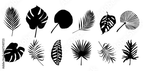 Tropical leaf silhouette elements set isolated on white background. Palm, fan palm, monstera, banana leaves. Vector illustration in black and white colors