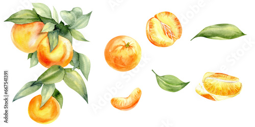 Watercolor orange mandarines set. Citrus fruit branch with green leaves, whole ripe, half, sliced on pieces, Vibrant juicy ripe citrus collection. Clementines clip art