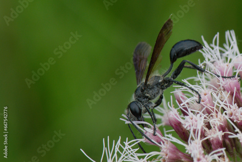 Sphex du Mexique - Isodontia mexicana - hyménoptère photo