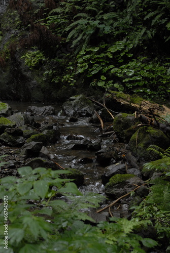 stream in the forest © Agura