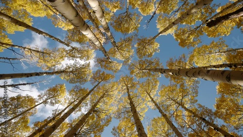 Upward rotation in aspen grove as leaves and sun fall gracefully under cloudy sky photo