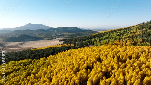 Drone overview of vibrant golden yellow quaking aspen trees in fall photo