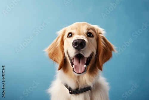 Generative AI : Beautiful and funny golden retriever puppy dog isolated on blue background