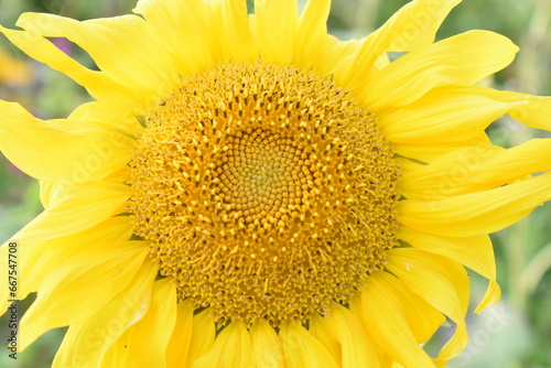 Summer in Germany fiels of sunflowers and beautiful nature