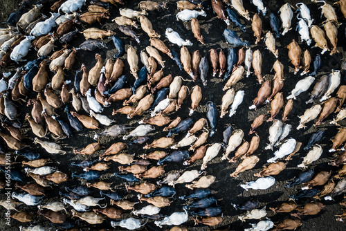 Aerial view of a cow herd rotating in a circle, next to the town Kupres in Bosnia and Herzegovina.