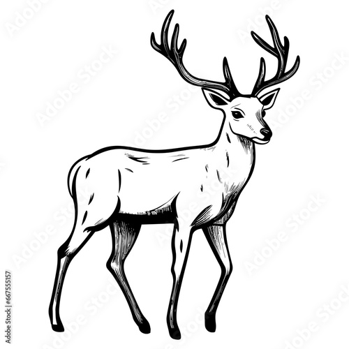 Simple Hand Drawn Illustration of Deer with Outline Style. SVG Vector