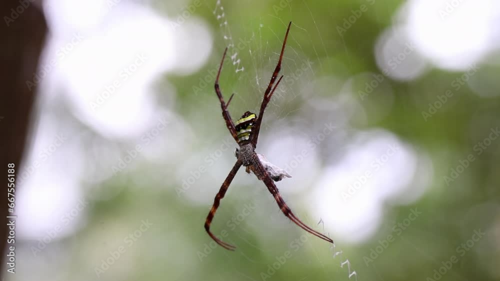 Argiope pulchella spider close up. Big yellow scary spider.