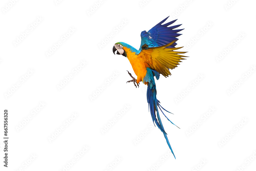 Beautiful of White-bellied Parrot flying isolated on transparent background png file