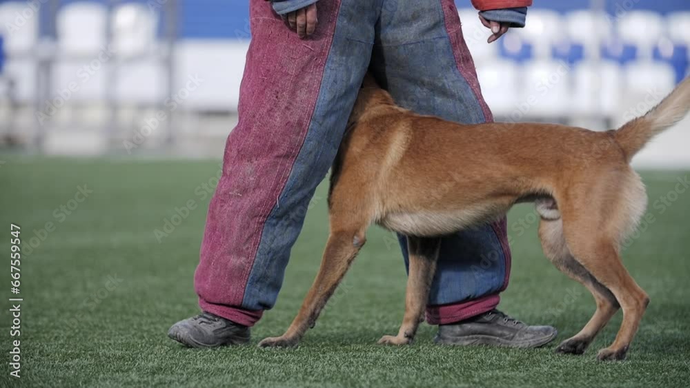 Dog works in a team with its trainer, execution of the command to ...