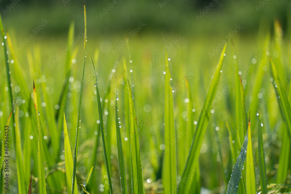 Obraz premium Close up to rice seeds in ear of paddy. Beautiful rice field and ear of rice. Dew drops on rice fields. Agricultural production background. In Cao Bang province, Vietnam, Asia