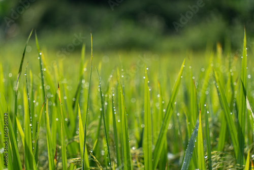 Close up to rice seeds in ear of paddy. Beautiful rice field and ear of rice. Dew drops on rice fields. Agricultural production background. In Cao Bang province, Vietnam, Asia