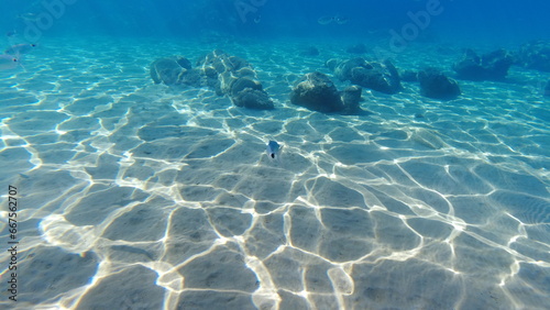 Fototapeta Naklejka Na Ścianę i Meble -  Underwater world on Crete in October 2023