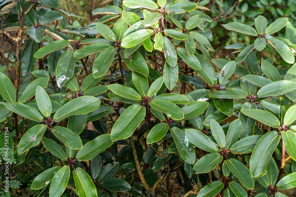 green plant with flowers and red berries in garden area close to tree green plant with flowers and red berries in garden area close to tree