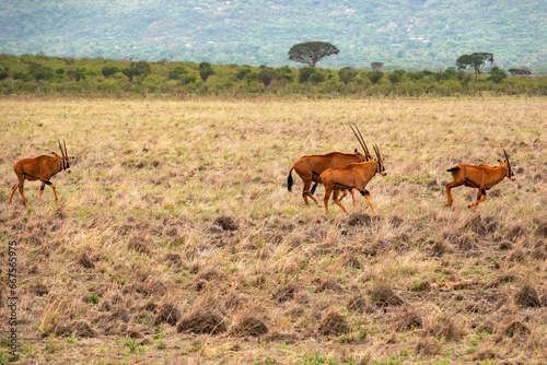 A herd of Fringe-eared oryx in the wild at Tsavo East National Park  Kenya