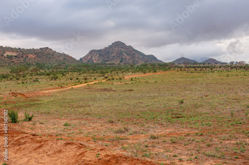 A panoramic view of savannah grassland with acacia trees growing in the wild at Tsavo East National Park, Kenya
