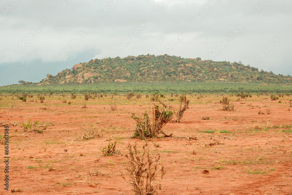 A panoramic view of savannah grassland with acacia trees growing in the wild at Tsavo East National Park, Kenya A panoramic view of savannah grassland with acacia trees growing in the wild at Tsavo East National Park, Kenya