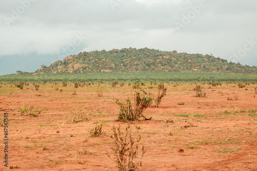 A panoramic view of savannah grassland with acacia trees growing in the wild at Tsavo East National Park, Kenya