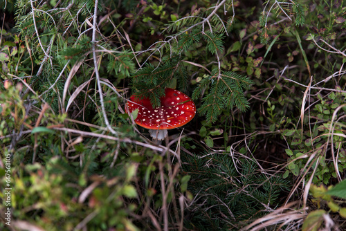 isolated red fly amanita on grass in fall