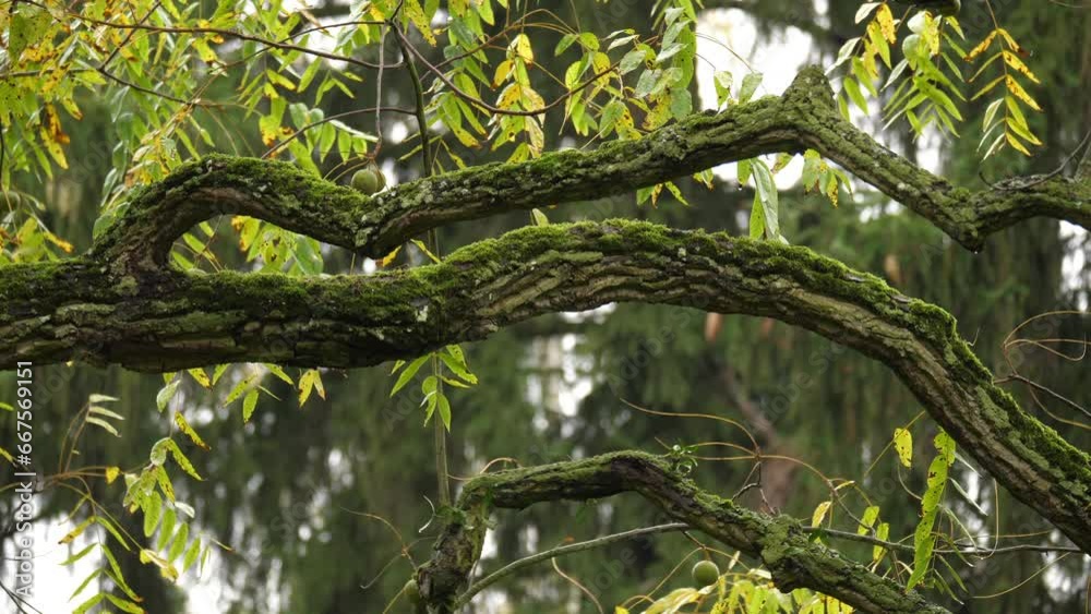 Wet mountain ash on a gray blurry forest background. Wet mountain ash on a gray blurry forest background.