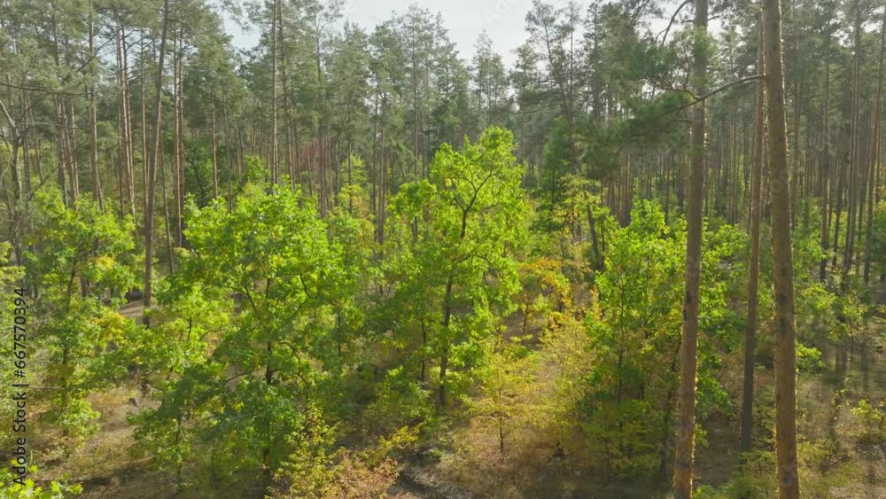 Wind leaves autumn summer green sun nature view tree forest Wind leaves autumn summer green sun nature view tree forest