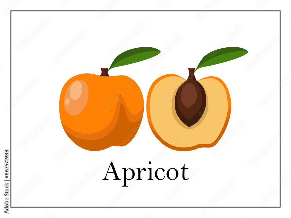 Card with signed whole apricot and apricot cut in half on white background in thin frame Card with signed whole apricot and apricot cut in half on white background in thin frame