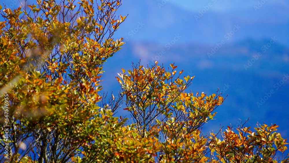 Fototapeta premium 秋の紅葉した紅葉と青空