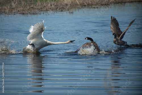 swan attacking goose