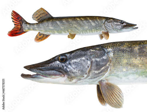Fishing transparent background. Isolated Pike predator. 