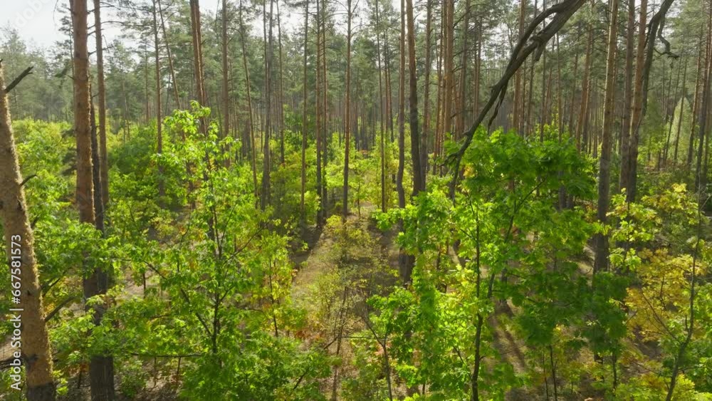 Wind leaves autumn summer green sun nature view tree forest Wind leaves autumn summer green sun nature view tree forest
