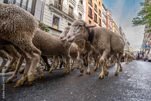 Transhumance of a large flock of sheep through the streets of the center of Madrid during the month of October