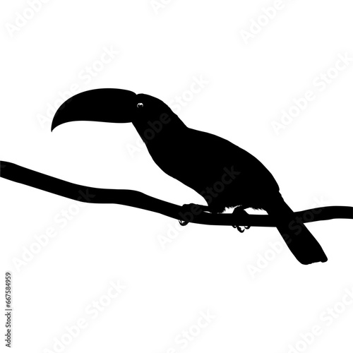 Toucans are Neotropical members of the near passerine bird family Ramphastidae. The Ramphastidae are most closely related to the American barbets, Bird Silhouette. Vector Illustration