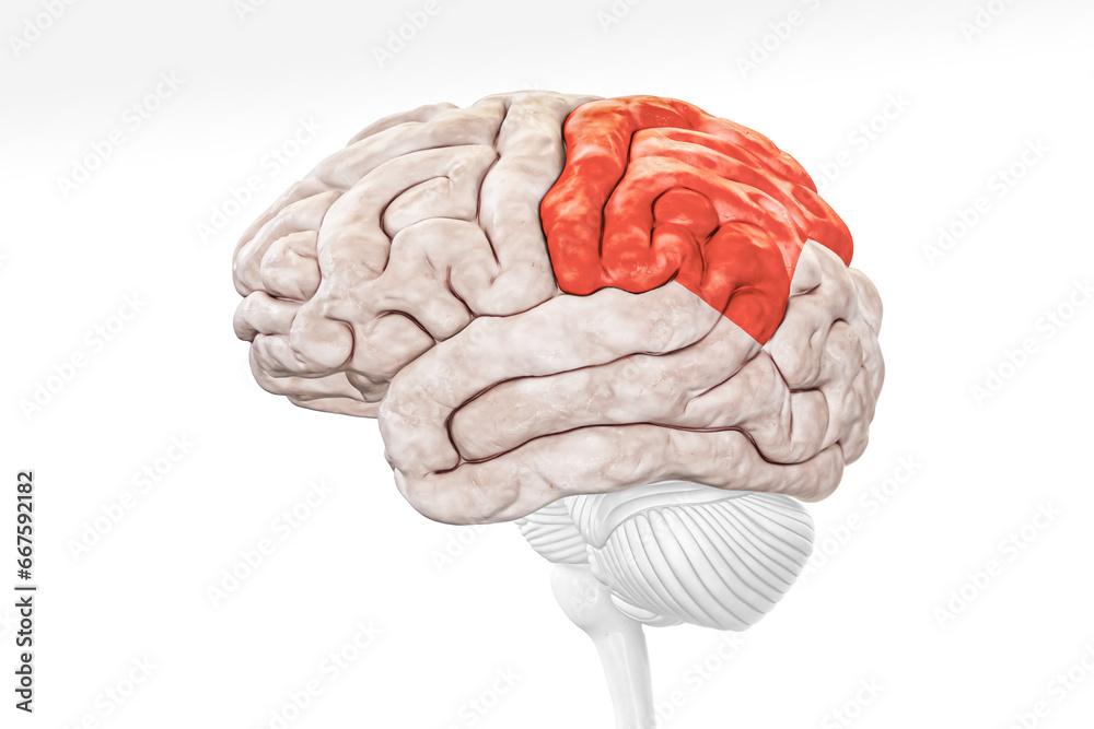 Cerebral cortex parietal lobe in red color profile view isolated on white background 3D rendering illustration. Human brain anatomy, neurology, neuroscience, medical and healthcare, biology concept. - obrazy, fototapety, plakaty 